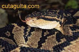 Bushmaster Snake Longest Venomous Snake Snake Snake Venom Pit Viper