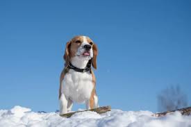 Beagle dog running in the snow — Stock ...