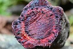 Image result for Intsia