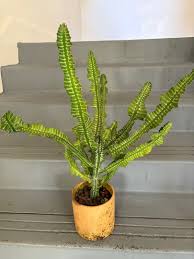 Image result for Euphorbia bougheyi