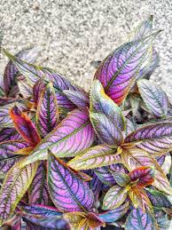 Image result for Strobilanthes