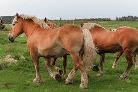 Belgian draft horses + join group. Average Height Of A Belgian Horse Best Horse Rider