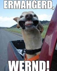 Super Windy Today Here In South Texas But The Wind Won T Slow Us Down From Making Deliveries To Our Customers Happy Tuesday Ev Cute Animals Animals Happy Dogs