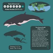 Paus sperma merupakan paus bergigi terbesar yang ditemukan di seluruh samudra dalam dari ekuator sampai tepi bongkahan es kutub utara serta antartika. Spineless Chordate On Twitter Nih Infografis Mengenai Tiga Spesies Paus Sperma Infographics About The Three Extant Sperm Whales It S In Indonesian Sciart Https T Co Otwmnct8zh