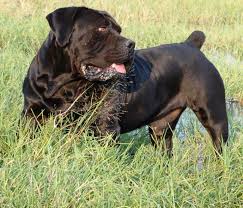Black Boerboel Puppies For Sale In Bloemfontein Pin By Wayne Hale On Dogs 101 Unique Dog Breeds Large Dog Breeds Big Dogs