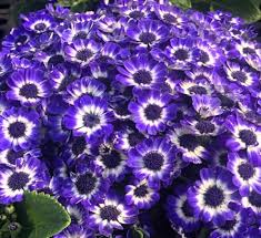 Image result for Cineraria