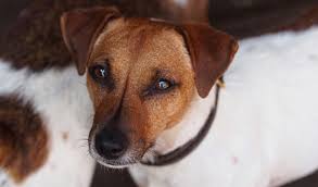 Parson russell terrier on gray background. Jack Russell Terrier Breed Information