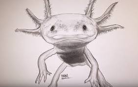 The axolotl is a very unusual type of amphibian that also goes by the name mexican salamander or mexican walking fish. How To Draw An Axolotl Step By Step Easy Easy Animals To Draw