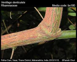 Image result for Ventilago