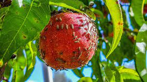 To avoid the destruction of your fruit and to keep your fruit healthy so you can make delicious pies or cider, you can employ some natural control methods rather than chemical ones. Top Tips For Getting Rid Of Tiny Bugs On Your Fruit Tree