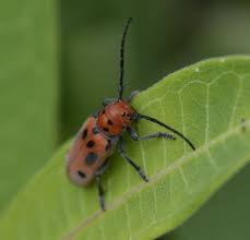 Photo Of Red Milkweed Beetle Up On Naturalcrooksdotcom Red Insects Milkweed Plant Milkweed