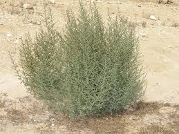 Image result for Bewsia