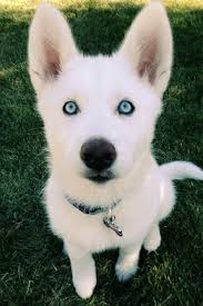 Black And White Siberian Husky With Blue Eyes Pin By Nina Berry On Animals Are Awesome Cute Dogs White Siberian Husky Puppies With Blue Eyes