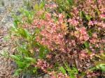 Image result for Ochna arenaria