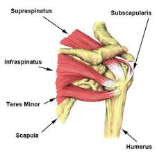 An image depicting shoulder anatomy can be seen below. Causes And Treatment For Rotator Cuff Tears