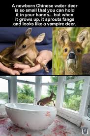 The water deer is a small animal. Are They Sure It Only Looks Like One