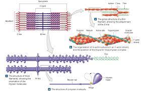 10 3 Skeletal Muscle Fibers Are Organized Into Repeating Functional Units That Contain Sliding Filaments