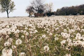 Fundraiser by Laura Fears : Lawyer Fees