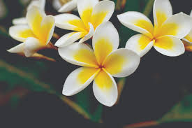 Check spelling or type a new query. Down In The Garden Fabulous Frangipani Central Coast Community News