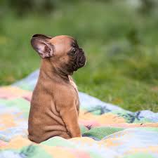 Jd the french bulldog frenchie screaming/barking at the hosedread hippy. How To Stop Your French Buldog S Excessive Barking French Bulldog Breed