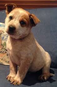 Find australian cattle dog in dogs & puppies for rehoming | find dogs and puppies locally for sale or adoption in canada : 46 Best Australian Cattle Dog Blue Heeler Red Heeler Puppies Ideas Red Heeler Puppies Heeler Puppies Australian Cattle Dog Blue Heeler
