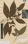 Image result for Afrosciadium rhodesicum