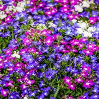 Image result for Lobelia uliginosa