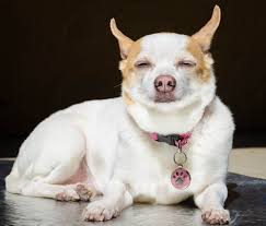 The pet clinic chula vista. Meet Our Pets Chula Vista Ca Vet Amazon Animal Hospital