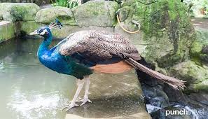 ;abbreviated as kl tower) is a communications tower located. Discover Birds You Never Knew Existed At Kl Bird Park Punch Travel
