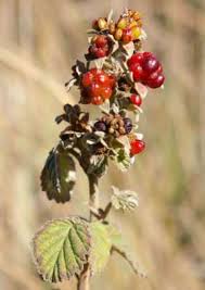 Image result for Rubus adolfi-friederici