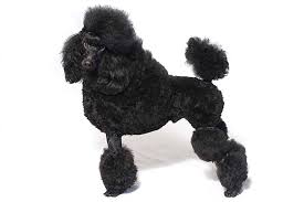 Black bear is the maker of the official wallets of the 117th session of the united states house of representatives. Poodle Miniature Dog Breed Information American Kennel Club