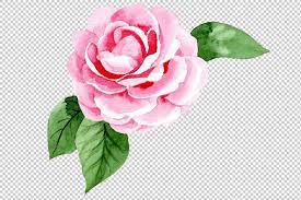 Wonderful Pink Camellia Png Set Botanical Flowers Floral Botanical Camellia