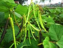 Cara menanam kacang panjang dalam pot ember bisa dilakukan dengan cara merawat kacang panjang dengan benar. 4 Cara Menanam Kacang Hijau Hidroponik Bagi Pemula Ilmubudidaya Com