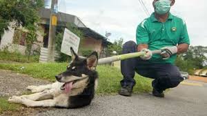Malaysian minister, lim guan eng, to 'destroy' all stray dogs in penang, malaysia, after 2 confirmed rabies cases. Petition Sarawak Deputy Chief Minister Datuk Douglas Uggah Embas Malaysian Dogs Deserve Better Stop The Culling Change Org