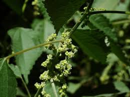 Image result for Boehmeria nivea