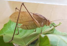 クツワムシ 轡虫 飼育】鳴き声？大きさ？餌？キリギリスと違い？ | なっとく虫