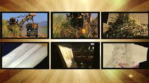 Sugarcane Australia Paddock To Plate Sugar Can