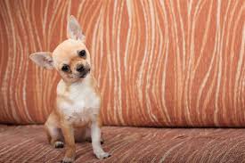 They are from korean bloodlines with extreme faces and compact. The Good And Not So Good Traits Of Chihuahua Terrier Mix Breeds Dogappy