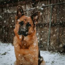 These fees usually includes spaying/neutering, vaccinations, a heartworm test and. Kirschstrasse Kennels German Shepherd Puppies Oklahoma