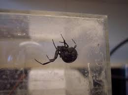 This pose shows off her bright markings, which, according to a report published by the society for integrative and. Don T Mess With These Types Of Spiders In Nj