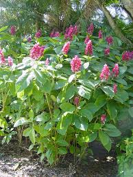 Image result for Erythrococca zambesiaca