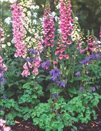 Growing Foxglove Plants And Enjoying Foxglove Flowers Flower Magazine Foxglove Plant Cottage Garden Plants Plants