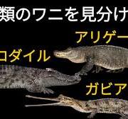 3種類のワニを見分けよう【解説】