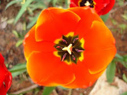 Although tulips, along with windmills and wooden shoes, are closely associated with holland, these tulips, which yield only one flower per stem, have been synonymous with beauty in turkey for. February 2009 Flowers Tulips Plants