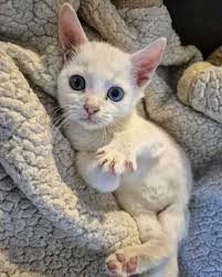 NICECAT CAT NICE OF THEWEEK WEEK THE ELIJAH has opened ρ and showed the  stoff how much he loves belly rubs NAUGHTY CAT OF THE WEEK POPSICLE stole  treats from Daniel, stolereotsfromDaniel,hit