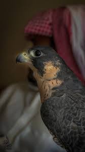 Pin By سبحان الله On صور Animals Bird