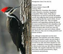 They're tenderness inside a protective shell. Woodpecker Spirit Animal Totem Native American Zodiac Animal Spirit Guides
