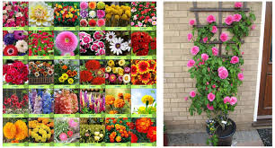 Achieve the dream garden with our garden and outdoor living collection. Creative Farmer Flower Seeds Plant Seeds For Home Garden Flowers Combo Of 30 Packet Of Seeds Winte Beginners Climbing Rose Bonsai Suitable Seeds Combo Buy Online In Armenia At Armenia Desertcart Com