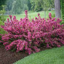 It is noted for producing a floriferous spring to early summer bloom of trumpet shaped rose pink flowers singly or in small clusters along. Sonic Bloom Weigela Shrub Flowering Shrubs Sonic Bloom Garden Shrubs