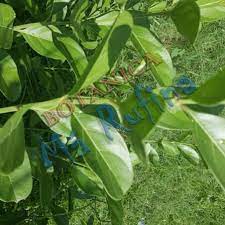 Planta Yo Puedo Mas Que Tu